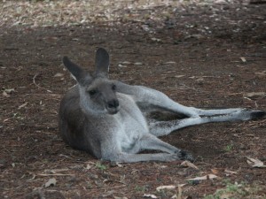 kangaroo_PC6030023[2]