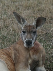 kangaroo_PC6030034[1]