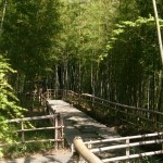 Bamboo path