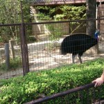Tobe Zoo weid bird