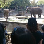 Tobe zoo elephants